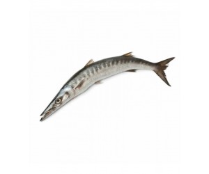 Barracuda 500-1000g 3-pack